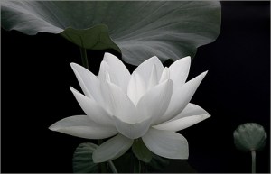 lotus_by_